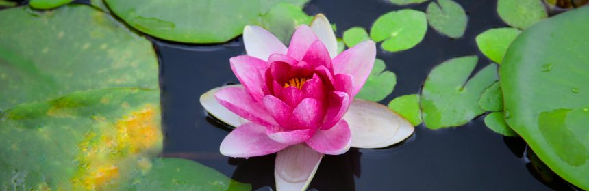 Lotus Flower. Photo by Photo by 대정 김: